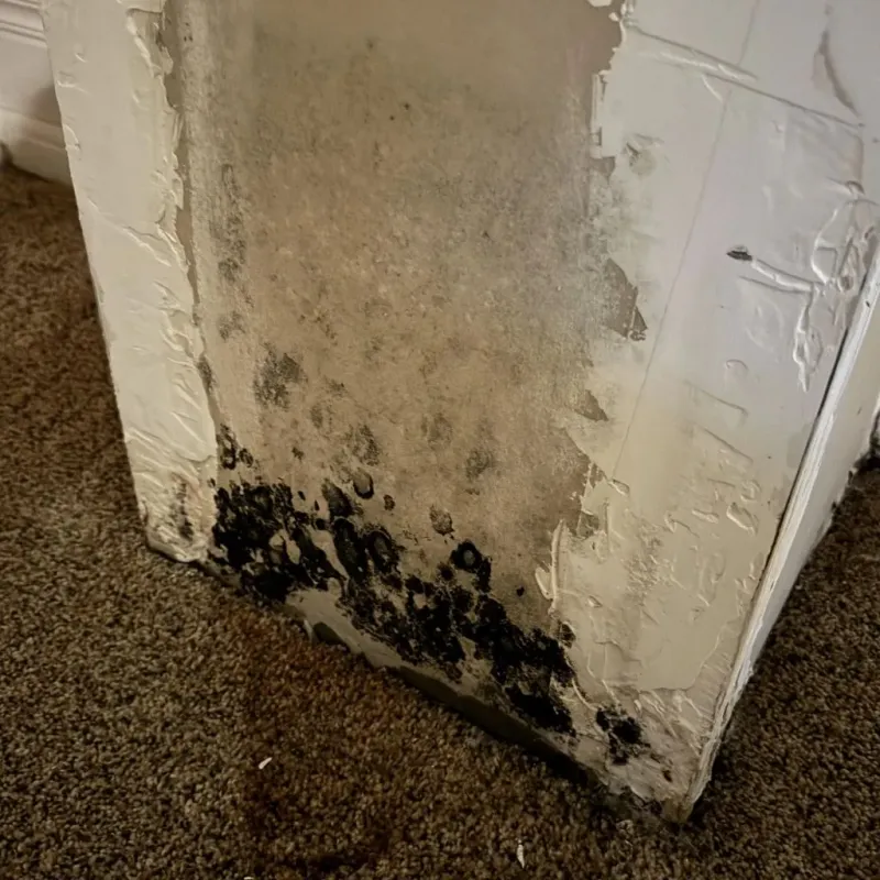 Professional Mold Removal in Loomis, CA
